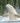 Splash of a Beluga Whale