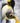 King Penguins Courting