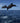Dolphins, a Synchronized Swim Team