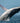Whale Out of Water