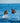 Manta Rays Breaching