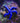 Blue Sea Star