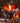 Finding a Clown Fish