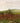Archery of the Mandan